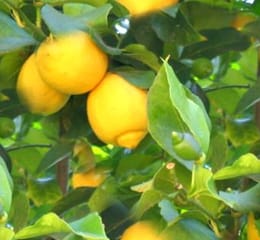 limon